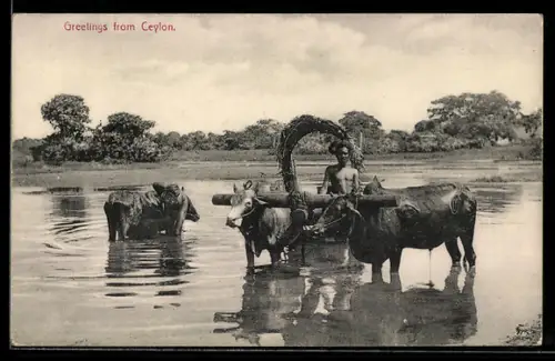 AK Ceylon, Ochsen-Gespann im Fluss