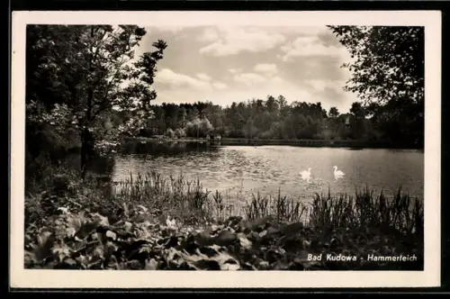 AK Bad Kudowa, Hammerteich