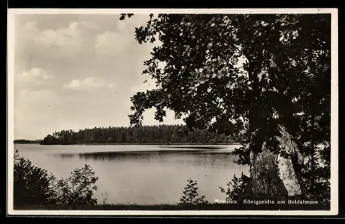 AK Masuren, Königseiche am Beldahnsee