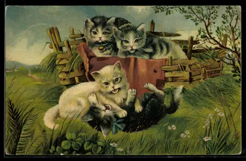 AK Katzen bei einer kleinen Rangelei