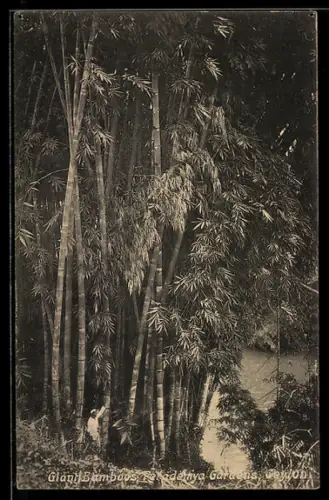 AK Ceylon, Peradenya Gardens, Giant Bamboos