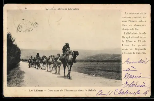 AK Beka`a, Caravane de Chameaux dans la Beka`a