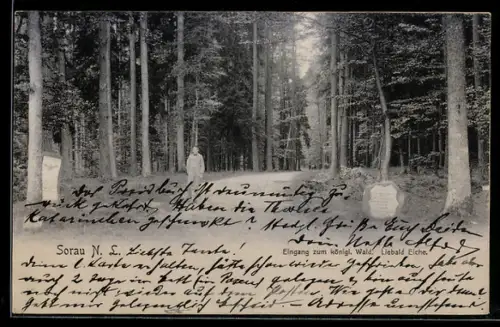 AK Sorau /N. L., Kgl. Wald, Eingang mit Liebald-Eiche