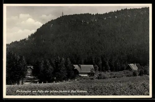 AK Bukowine /Bad Kudowa, Ortsansicht mit Waldblick