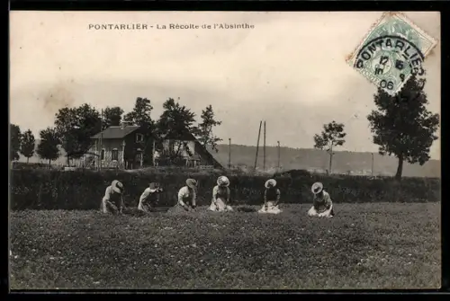 AK Pontarlier, La Recolte de l`Absinthe