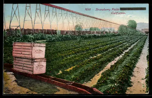 AK Watsonville, Erdbeerfelder
