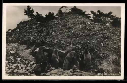 AK Murmeltiere vor dem Bau