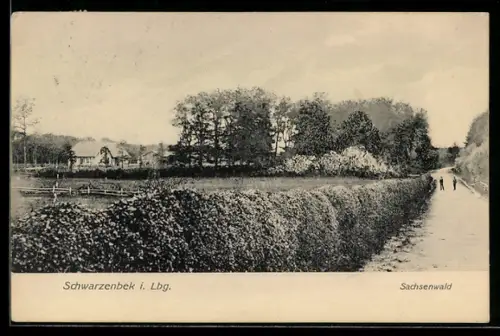 AK Schwarzenbek i. Lbg., Sachsenwald mit Fahrstrasse