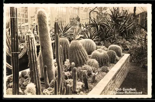 AK Bad Cannstatt, Wilhelma-Kakteenhaus, Innenansicht
