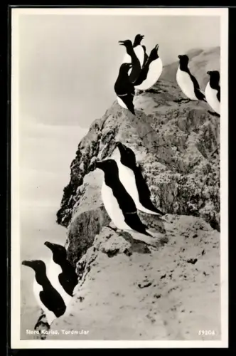 AK Stora Karlsö, Tordmular