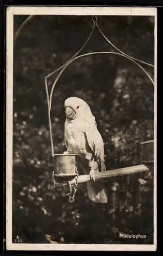 AK Pliktolophus auf einer Stange