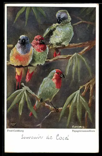 AK Papageienamandinen auf einem Baum