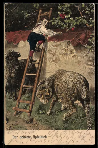 AK Der gestörte Apfeldieb, Ziegenbock rammt die Leiter