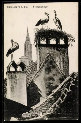 AK Strassburg i. Els., Storchennest
