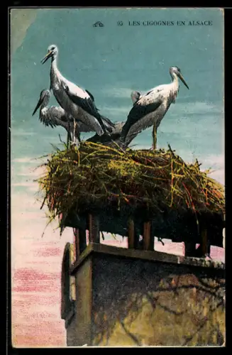 AK Les Cigognes en Alsace, Storchennest
