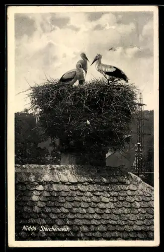 AK Nidda, Storchennest