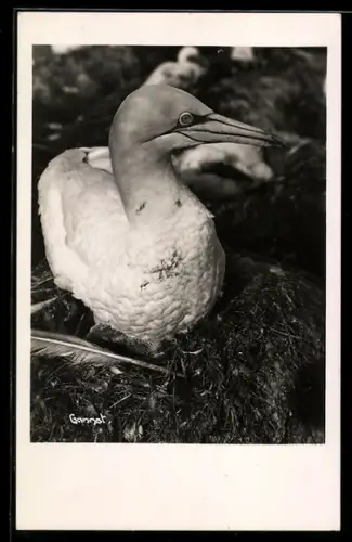 AK Basstölpel im Nest