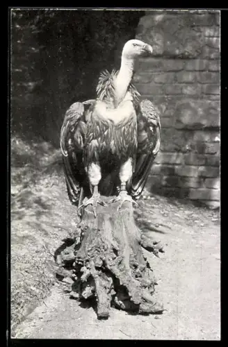 AK Geier auf einem Baumstumpf