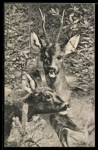 AK Reh und Rehbock auf einer Lichtung