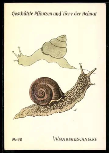 AK Weinbergschnecke, Geschützte Pflanzen und Tiere der Heimat
