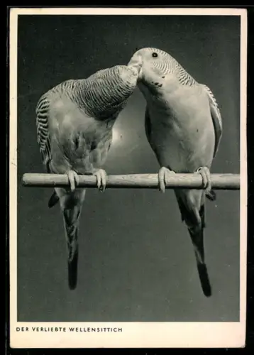 AK Der verliebte Wellensittich, Schnäbelndes Paar