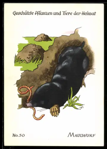 AK Maulwurf mit Regenwurm, Geschützte Pflanzen und Tiere der Heimat