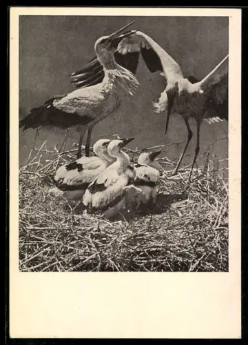 AK Storchenpaar mit Jungen im Nest
