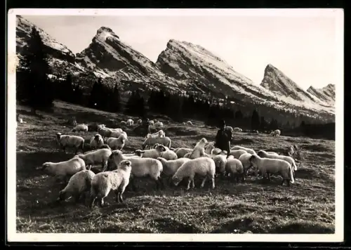 AK Obertoggenburg, Schafherde mit Schäfer vor Churfirsten
