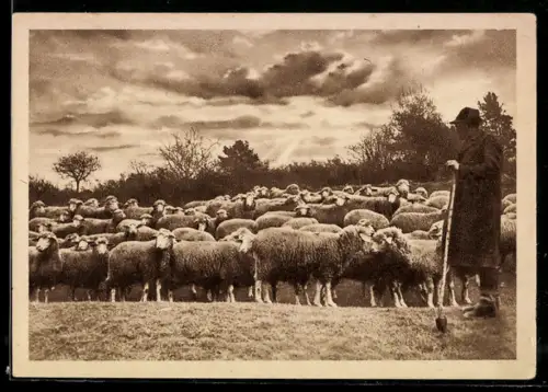AK Schäfer mit Schafherde