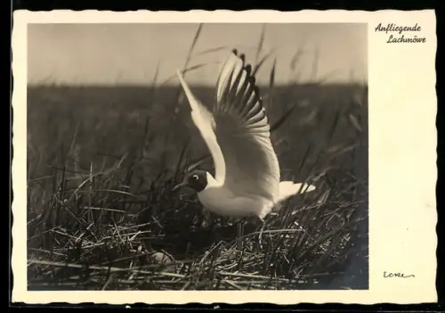 AK Anfliegende Lachmöwe am Gelege