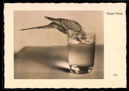 AK Dieser Durst, Wellensittich trinkt aus Wasserglas