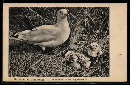 AK Langeoog, Möwennest mit Küken in der Vogelkolonie