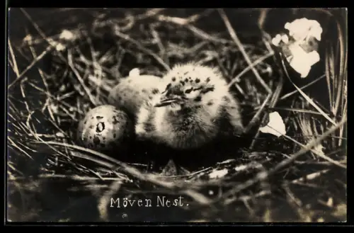 AK Möwennest mit Küken und Ei