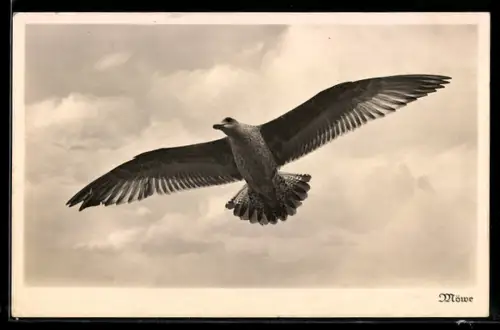 AK Fliegende Möwe