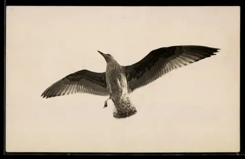 AK Segelnde Möwe in der Luft