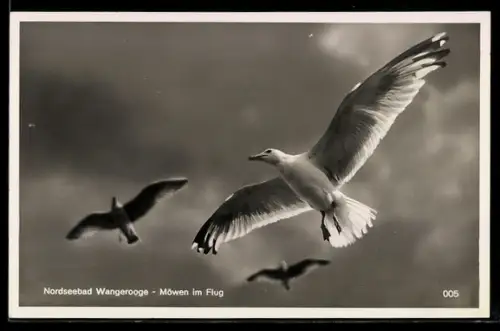 AK Wangerooge, Möwen im Flug