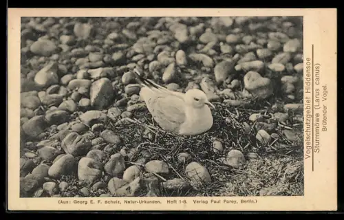 AK Hiddensee, Vogelschutzgebiet, Brütende Sturmmöwe