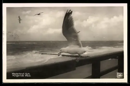 AK Westerland /Sylt, Hungernde Möwe