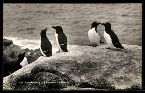AK Razorbills, A Friendly Palaver