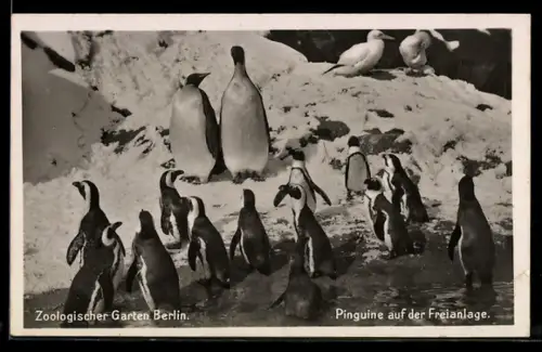 AK Berlin, Zoologischer Garten, Pinguine auf der Freianlage