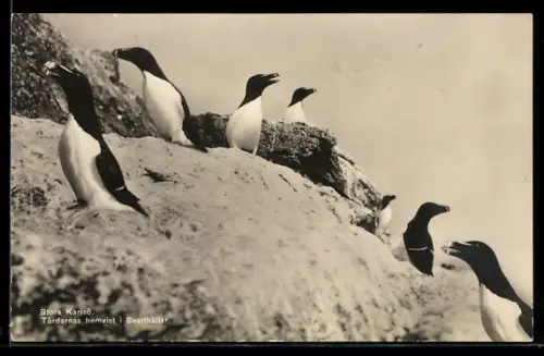 AK Stora Karlso, Tördarnas hemvist i Svarthällar