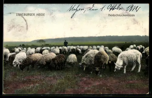 AK Lüneburger Heide, Heidschnuckenherde