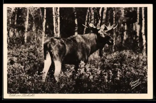 AK Elch im Dickicht