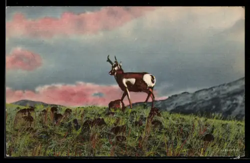 AK Antilope in freier Wildbahn