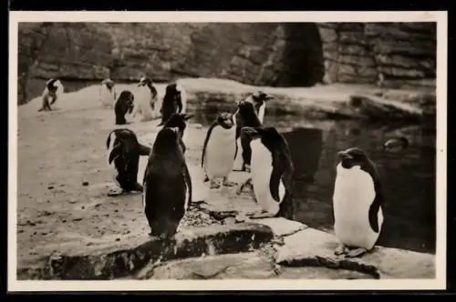 AK Stellingen-Hamburg, Carl Hagenbeck`s Tierpark, Goldschopf-Pinguine