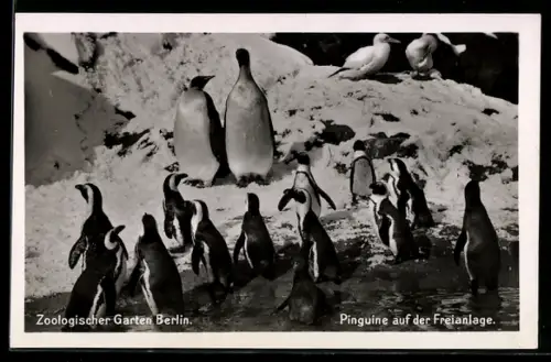 AK Berlin, Zoo, Pinguine auf der Freianlage