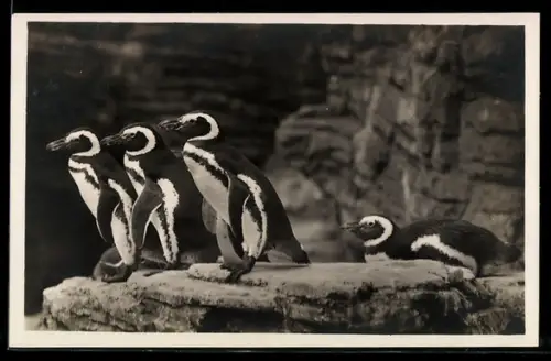 AK Hamburg, Carl Hagenbeck`s Tierpark, Südpolar-Panorama, Magalhan-Pinguine