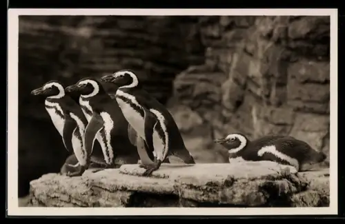 AK Hamburg, Carl Hagenbeck`s Tierpark, Südpolar-Panorama, Magalhan-Pinguine