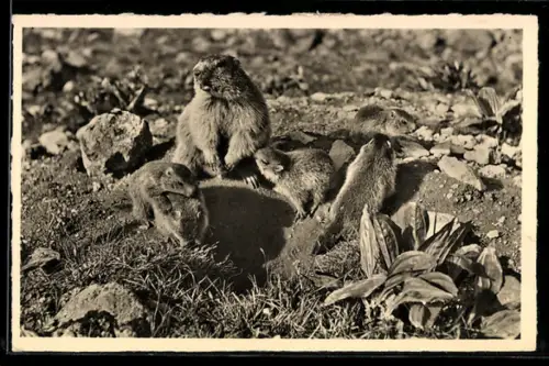 AK Murmeltierfamilien an einem sonnigen Tag