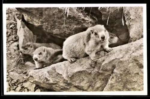 AK Oberengadin, Murmeltiere vor ihrem Bau